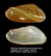 Modiolus martorelli (2)